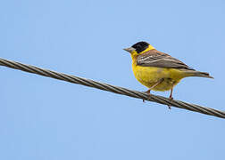 Black-headed Bunting