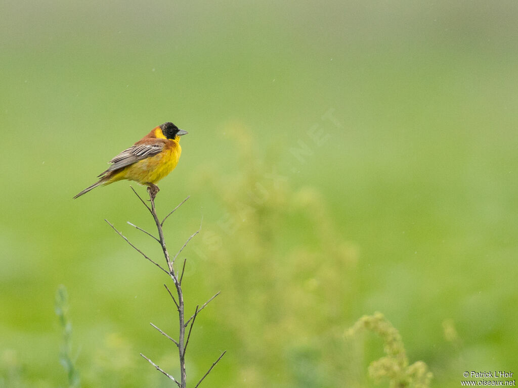 Black-headed Bunting