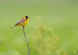 Black-headed Bunting