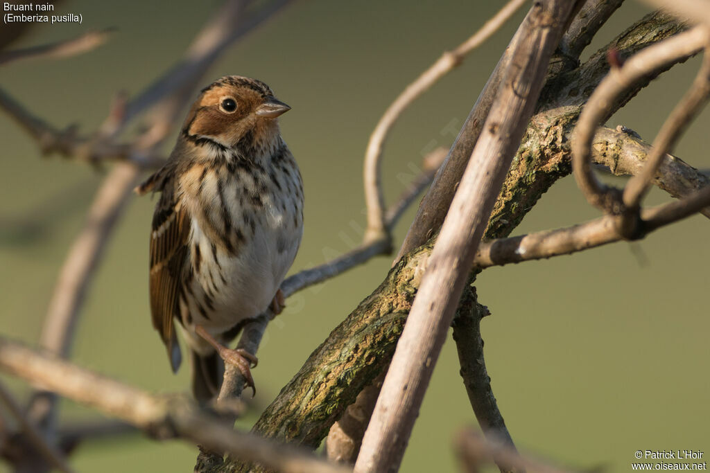 Little Bunting