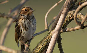 Little Bunting