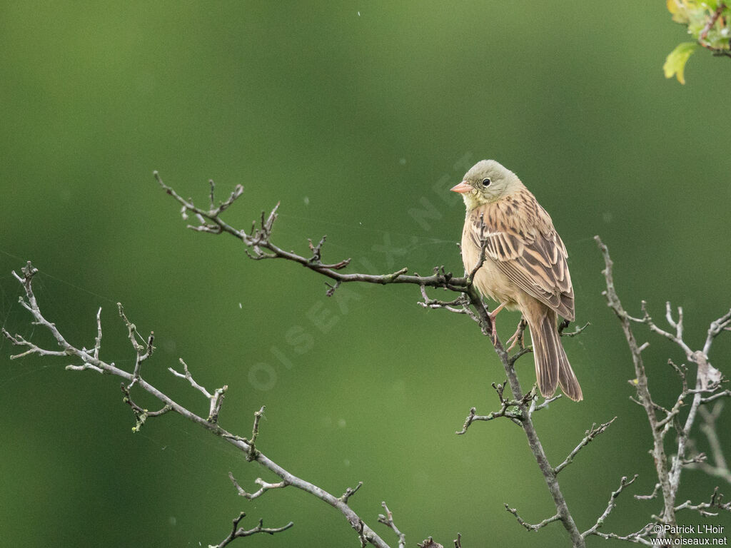 Ortolan Bunting