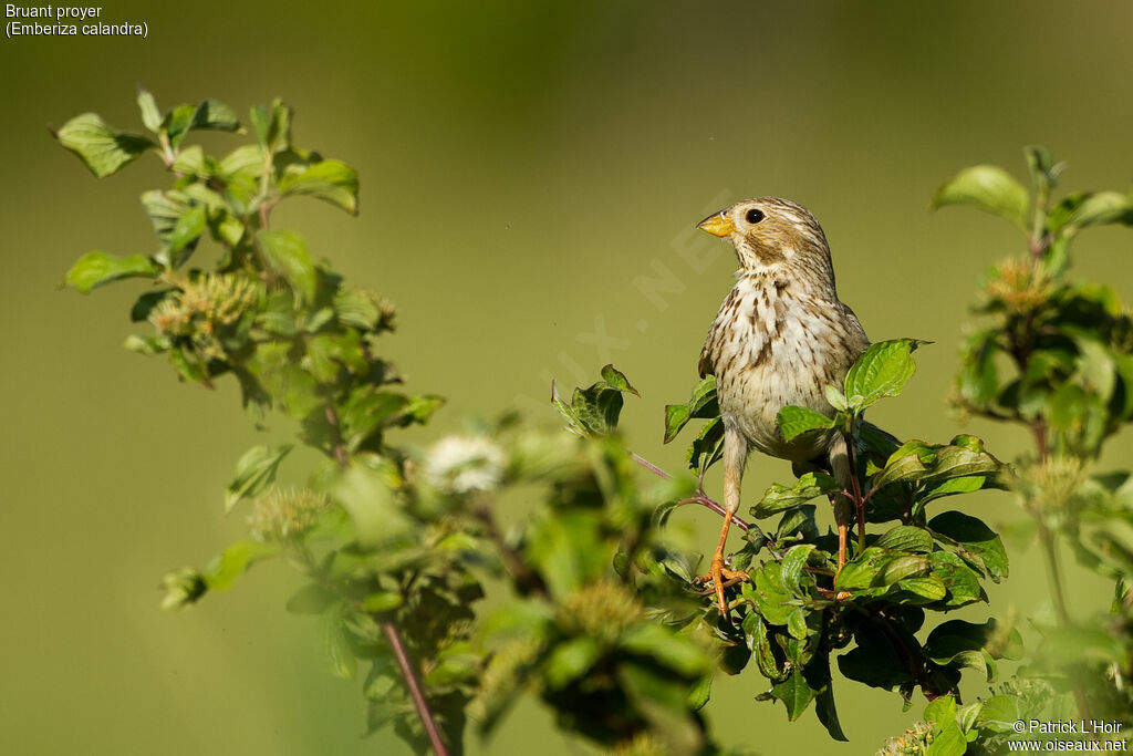 Corn Bunting