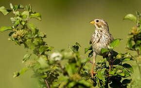 Corn Bunting