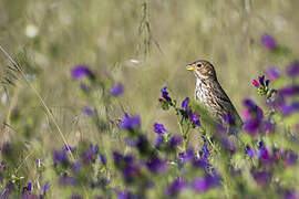 Corn Bunting