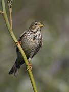 Corn Bunting