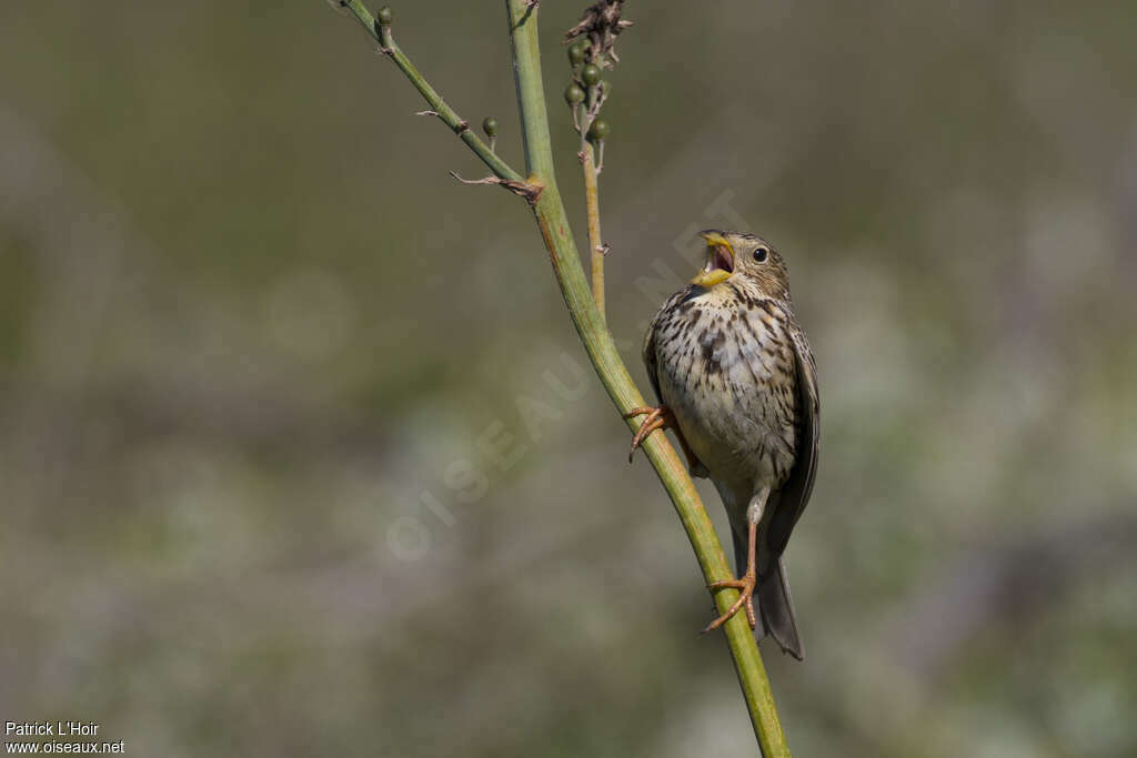 Corn Bunting male adult, song