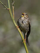 Corn Bunting