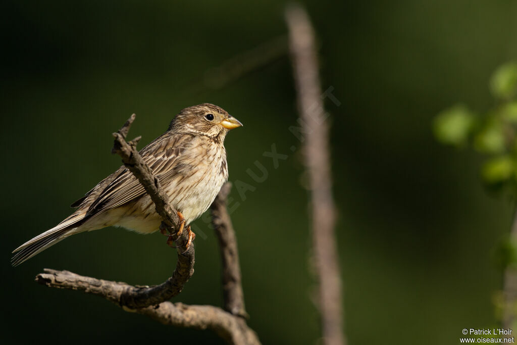 Corn Bunting