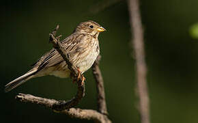 Corn Bunting