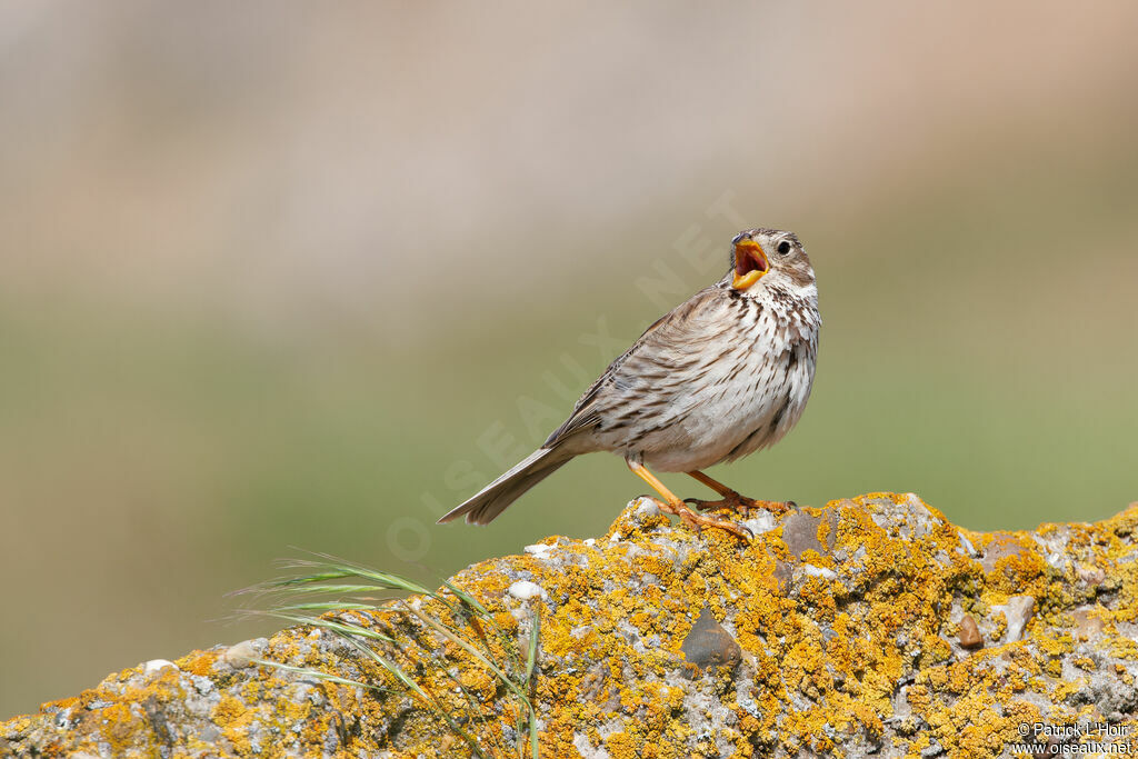 Corn Bunting