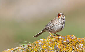 Corn Bunting