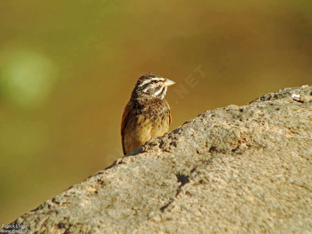 Bruant striolé mâle adulte, portrait