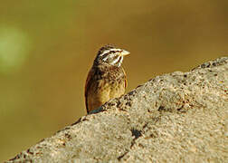 Striolated Bunting