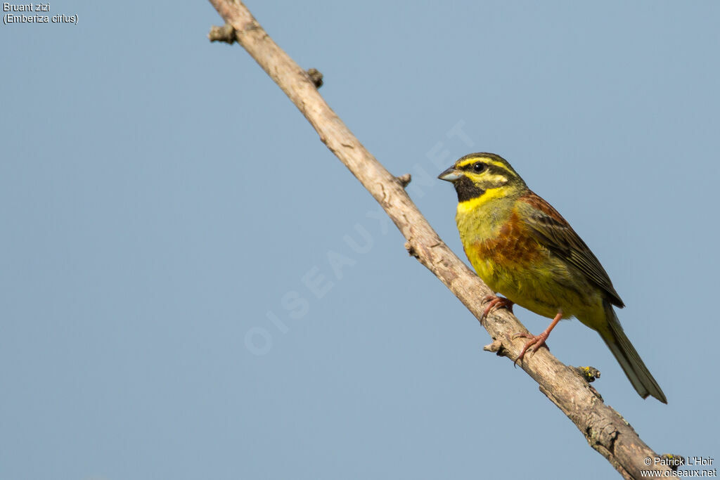 Cirl Bunting