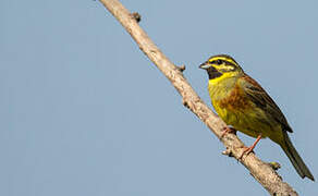 Cirl Bunting