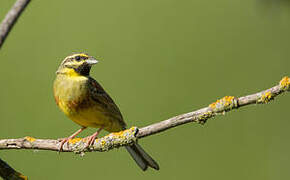 Cirl Bunting