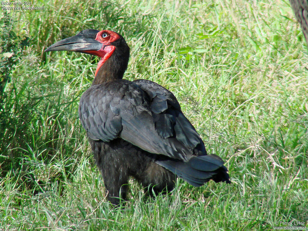 Southern Ground Hornbill