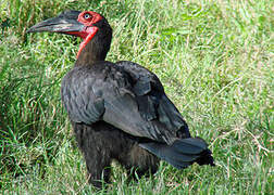 Southern Ground Hornbill