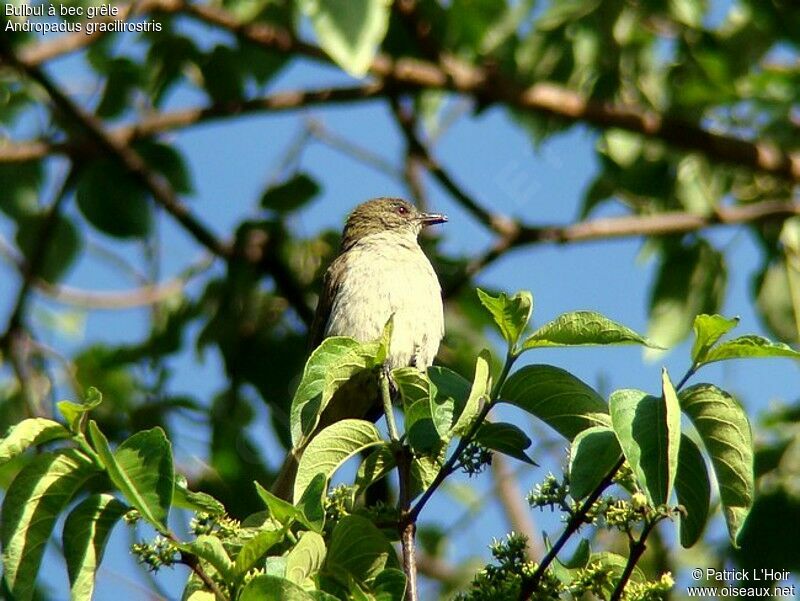 Slender-billed Greenbuladult, feeding habits