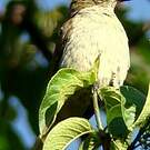 Bulbul à bec grêle