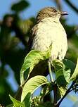 Bulbul à bec grêle