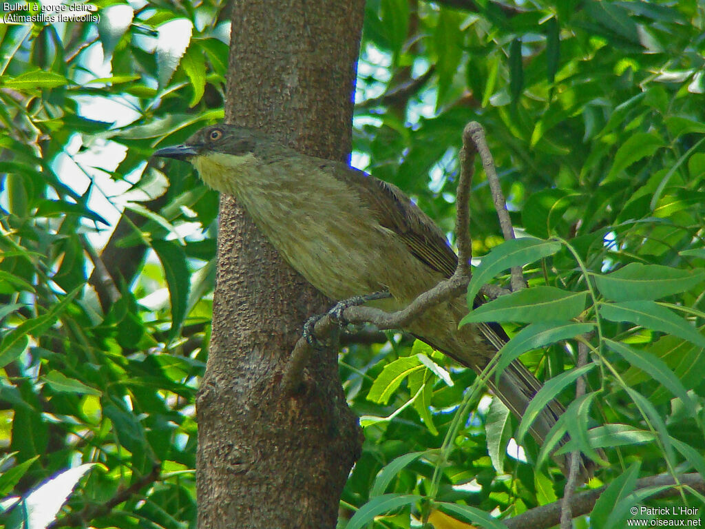 Bulbul à gorge claire