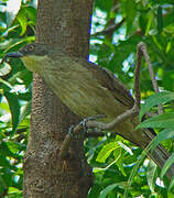 Yellow-throated Leaflove