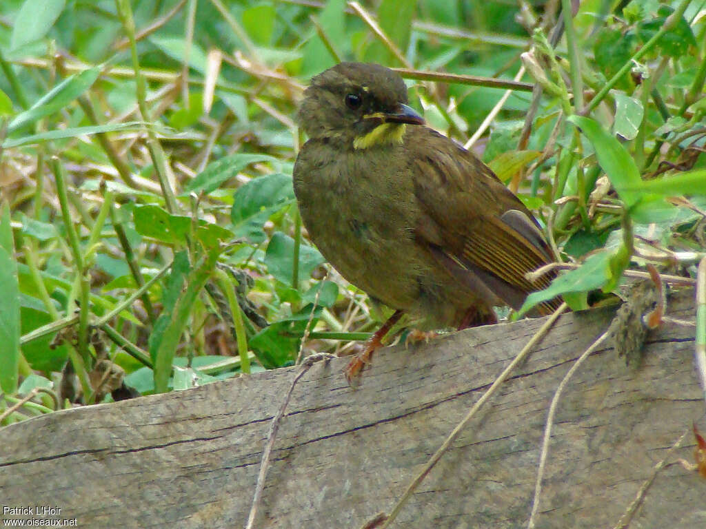 Yellow-whiskered Greenbuladult, close-up portrait