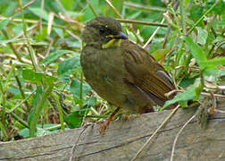 Bulbul à moustaches jaunes