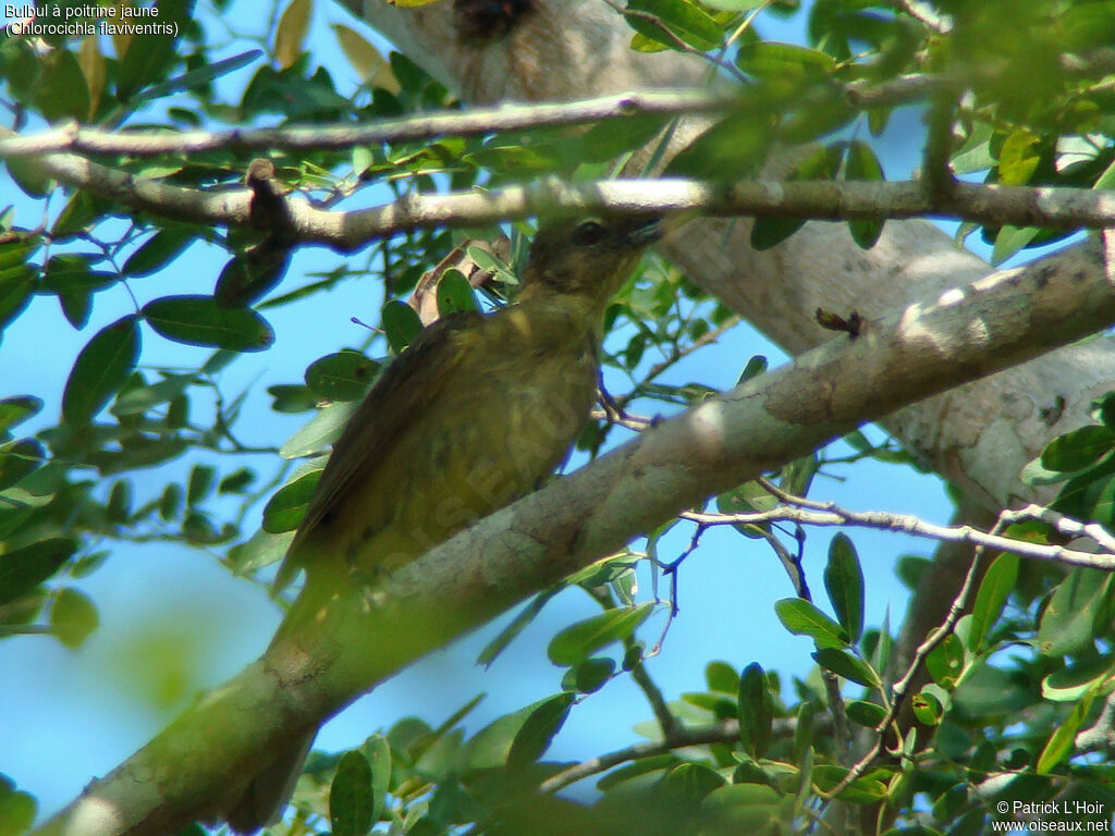 Bulbul à poitrine jaune