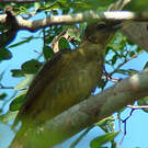 Bulbul à poitrine jaune