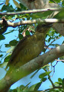 Yellow-bellied Greenbul