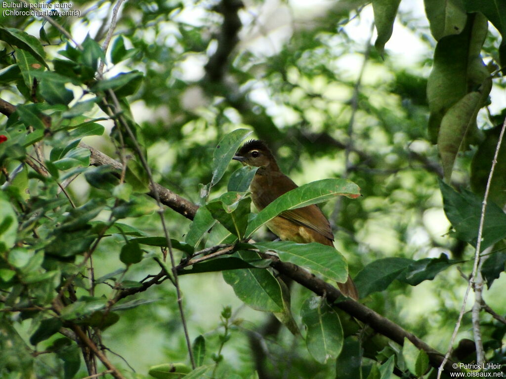 Bulbul à poitrine jaune