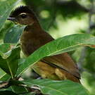 Bulbul à poitrine jaune
