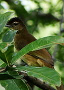 Bulbul à poitrine jaune