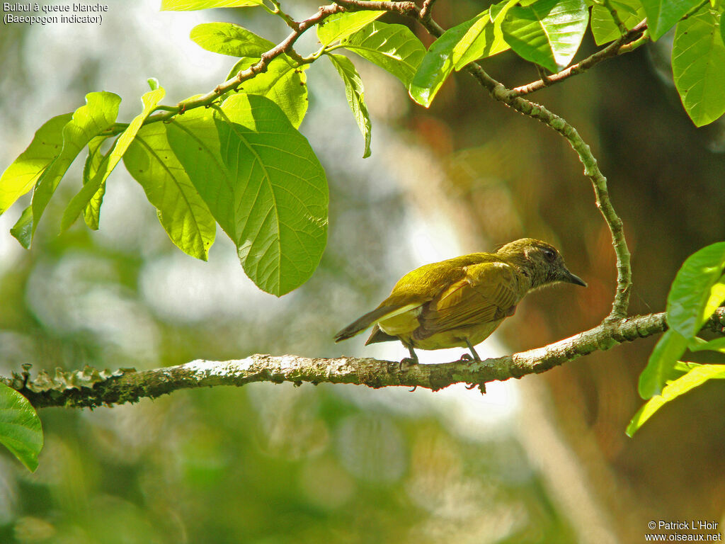 Honeyguide Greenbul