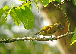 Honeyguide Greenbul