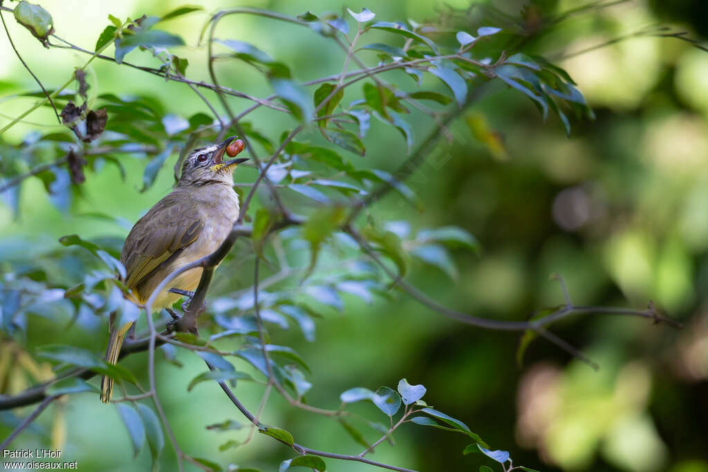 White-browed Bulbuladult, feeding habits