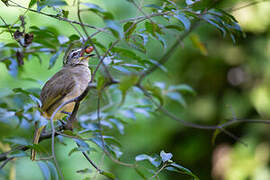 White-browed Bulbul