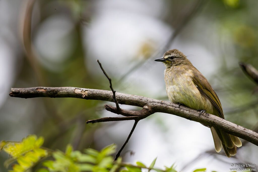 Bulbul à sourcils blancs