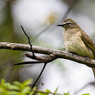 Bulbul à sourcils blancs