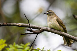 White-browed Bulbul