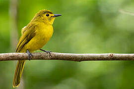 Yellow-browed Bulbul