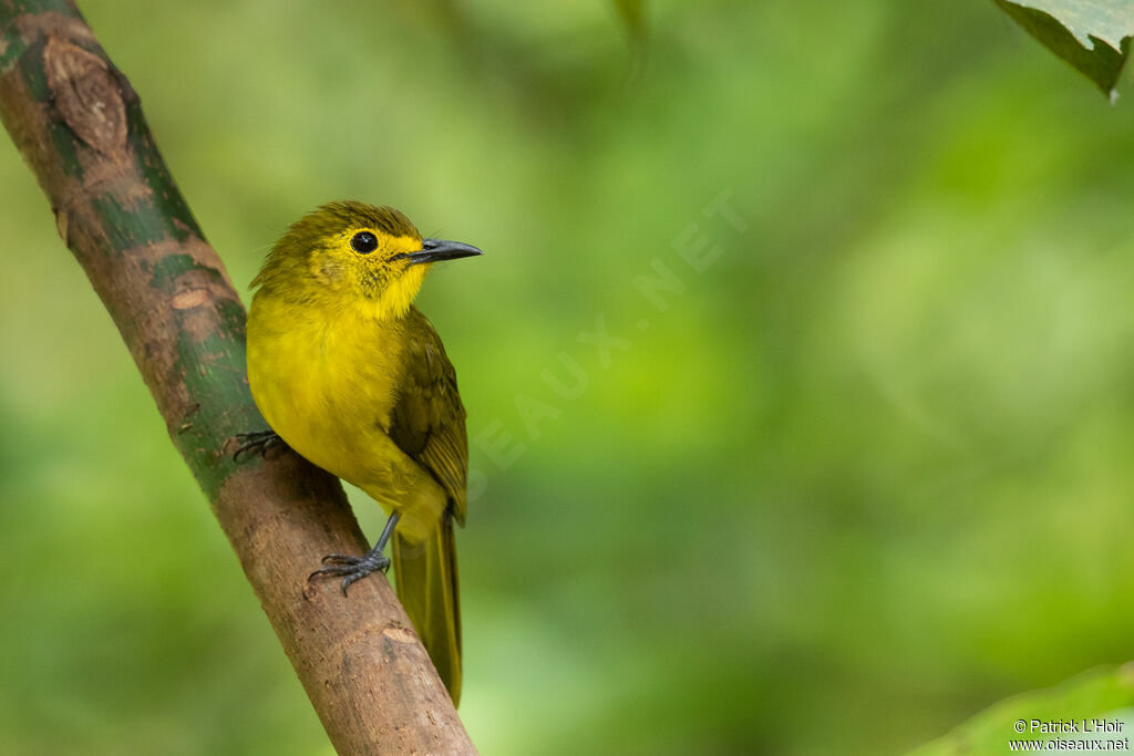 Yellow-browed Bulbul