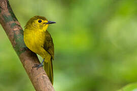 Yellow-browed Bulbul