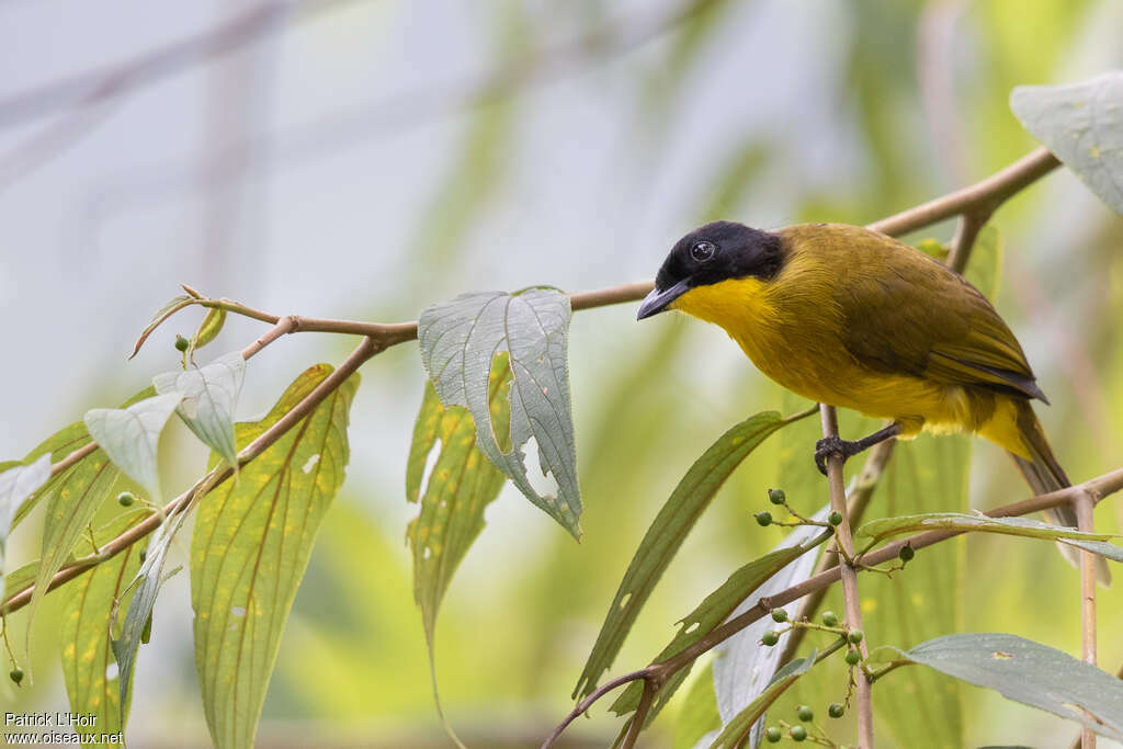 Bulbul à tête noireadulte, identification