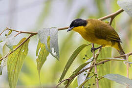 Black-capped Bulbul