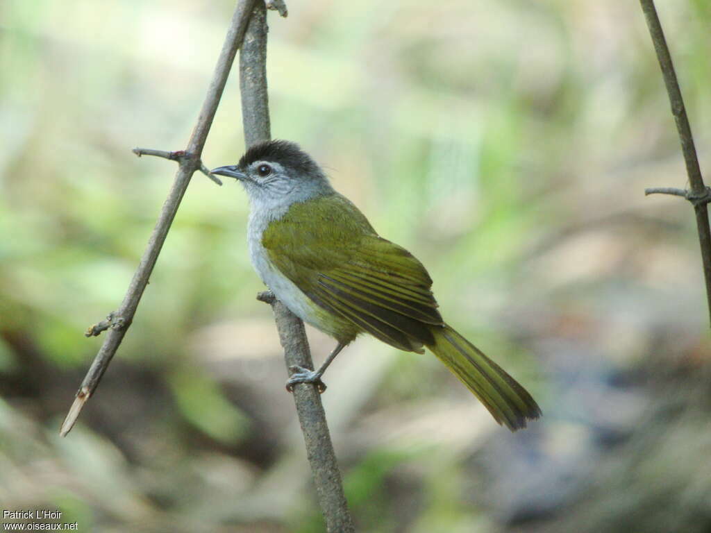 Bulbul à tête sombreadulte, identification