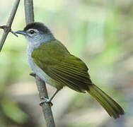 Mountain Greenbul